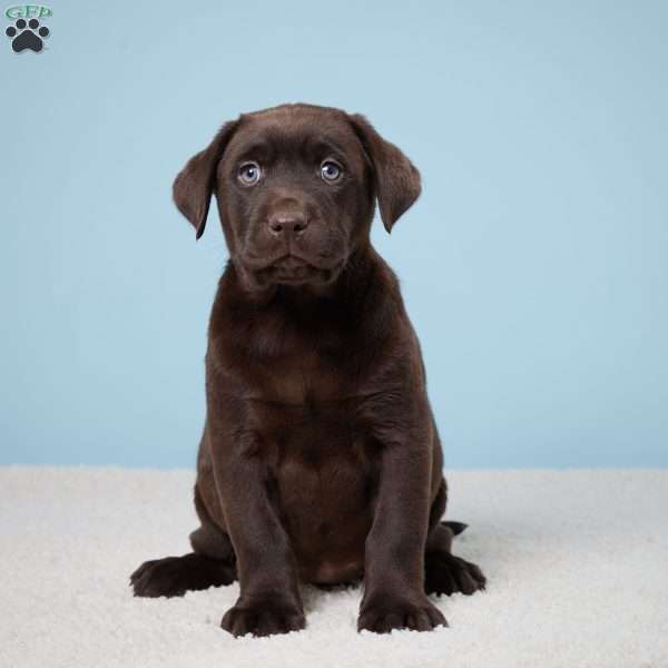 Daisy, Chocolate Labrador Retriever Puppy